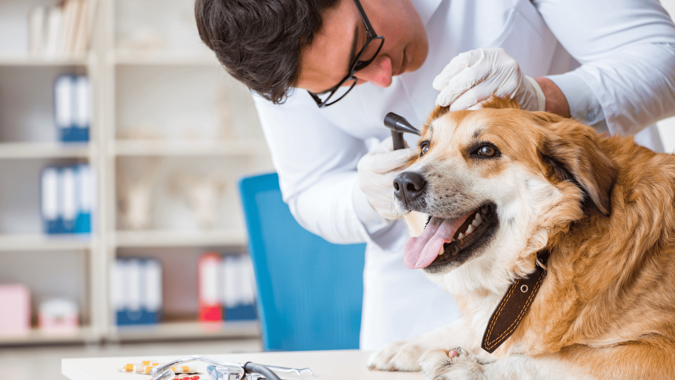 Veterinary | Vet looking in Dog's ear